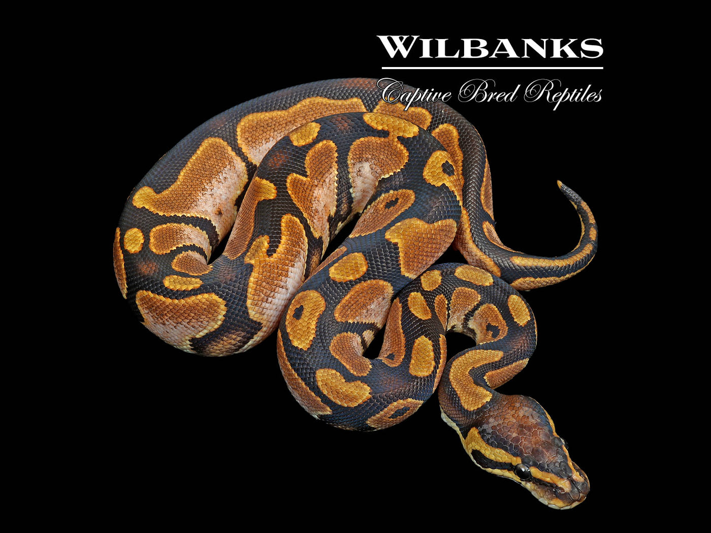 Sugar 100% Het. Clown Ball Python ♀ '25
