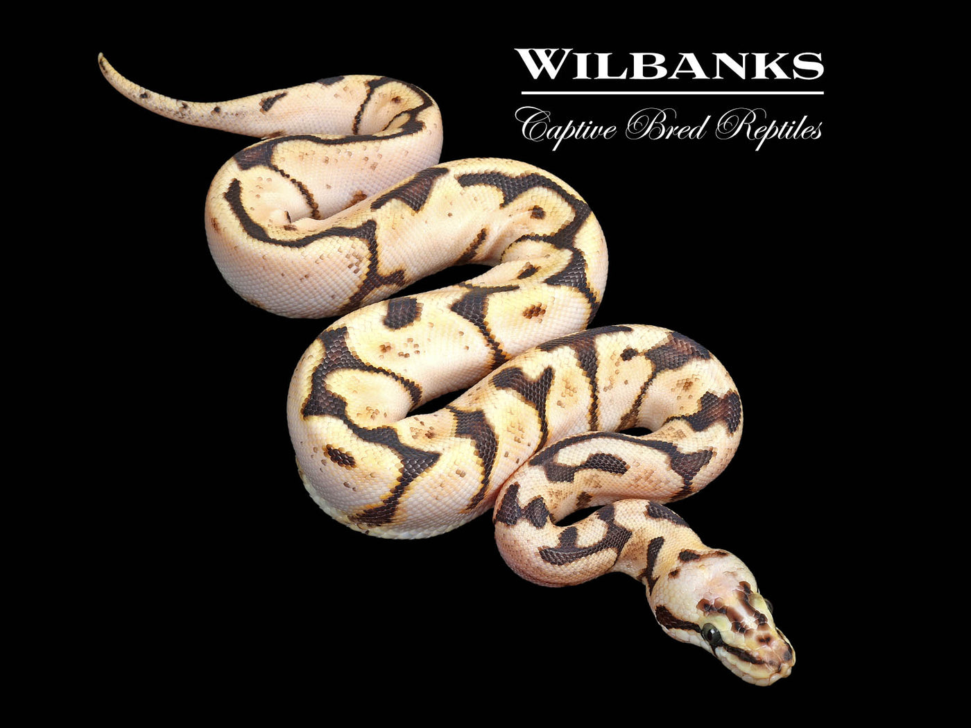Sugar Bee Ball Python ♀ '25