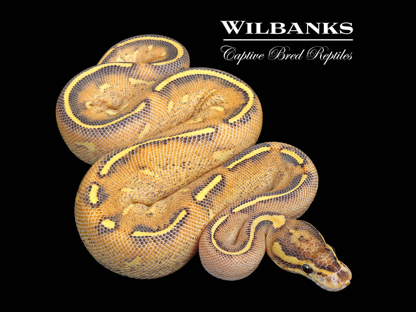 Highway Ball Python ♀ '25
