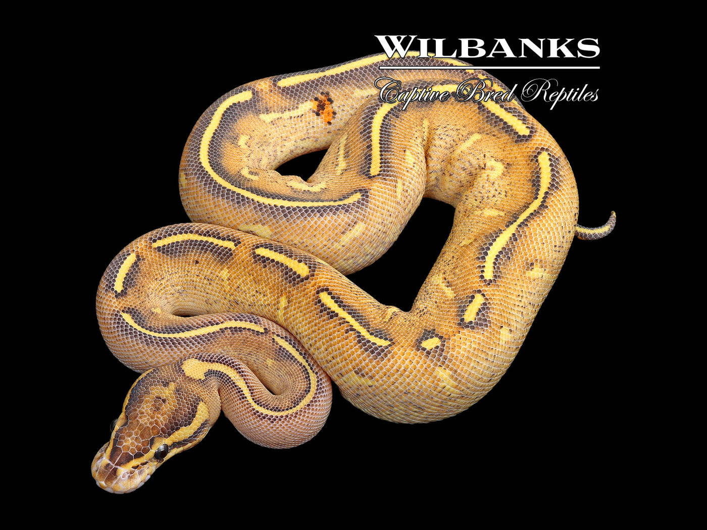 Highway Ball Python ♀ '25