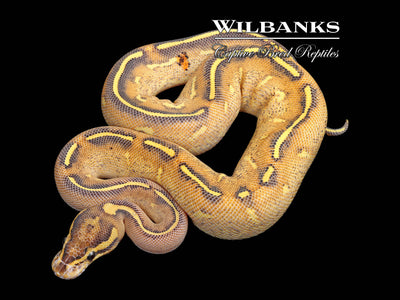 Highway Ball Python ♀ '25