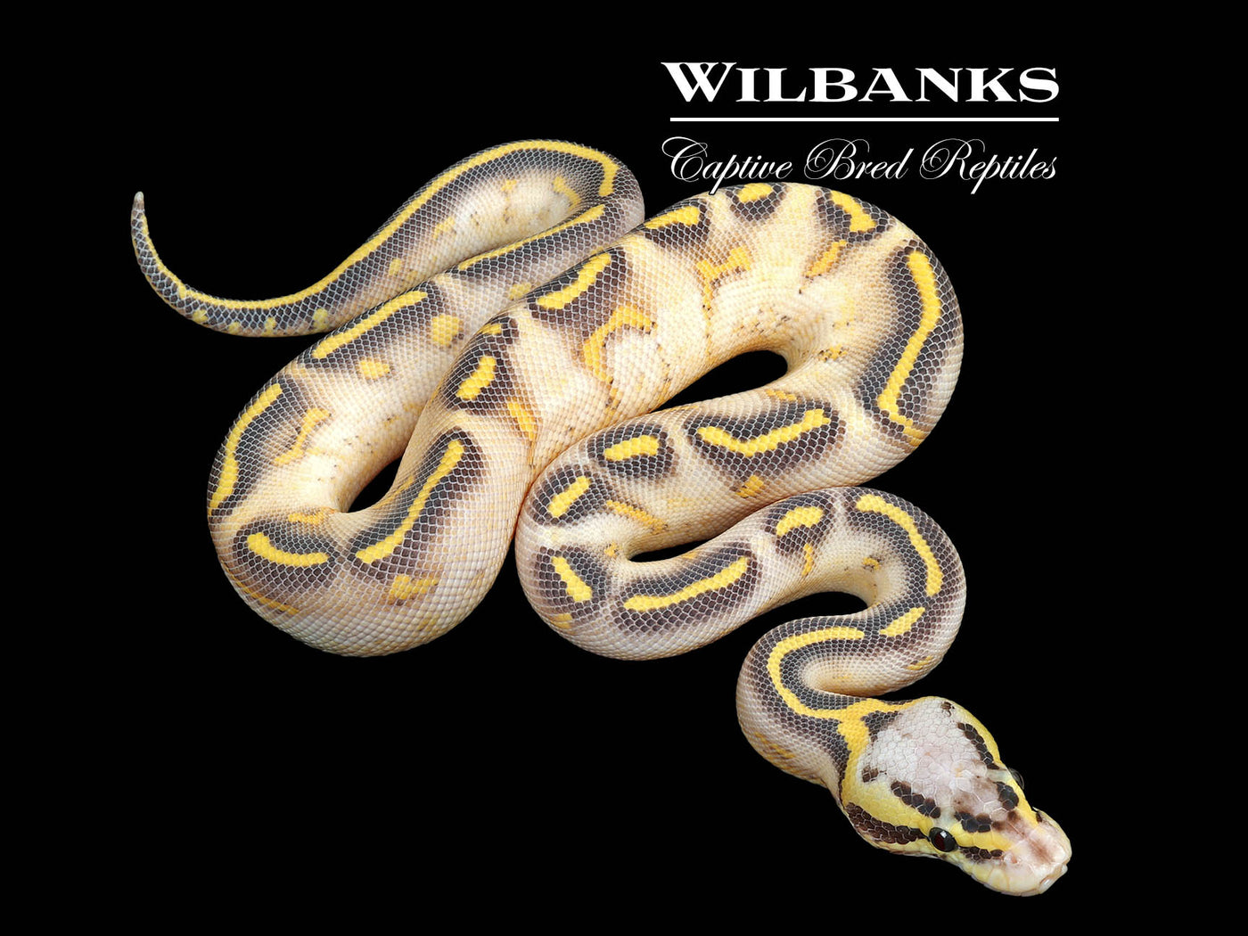Pastel Highway Ball Python ♂ '25