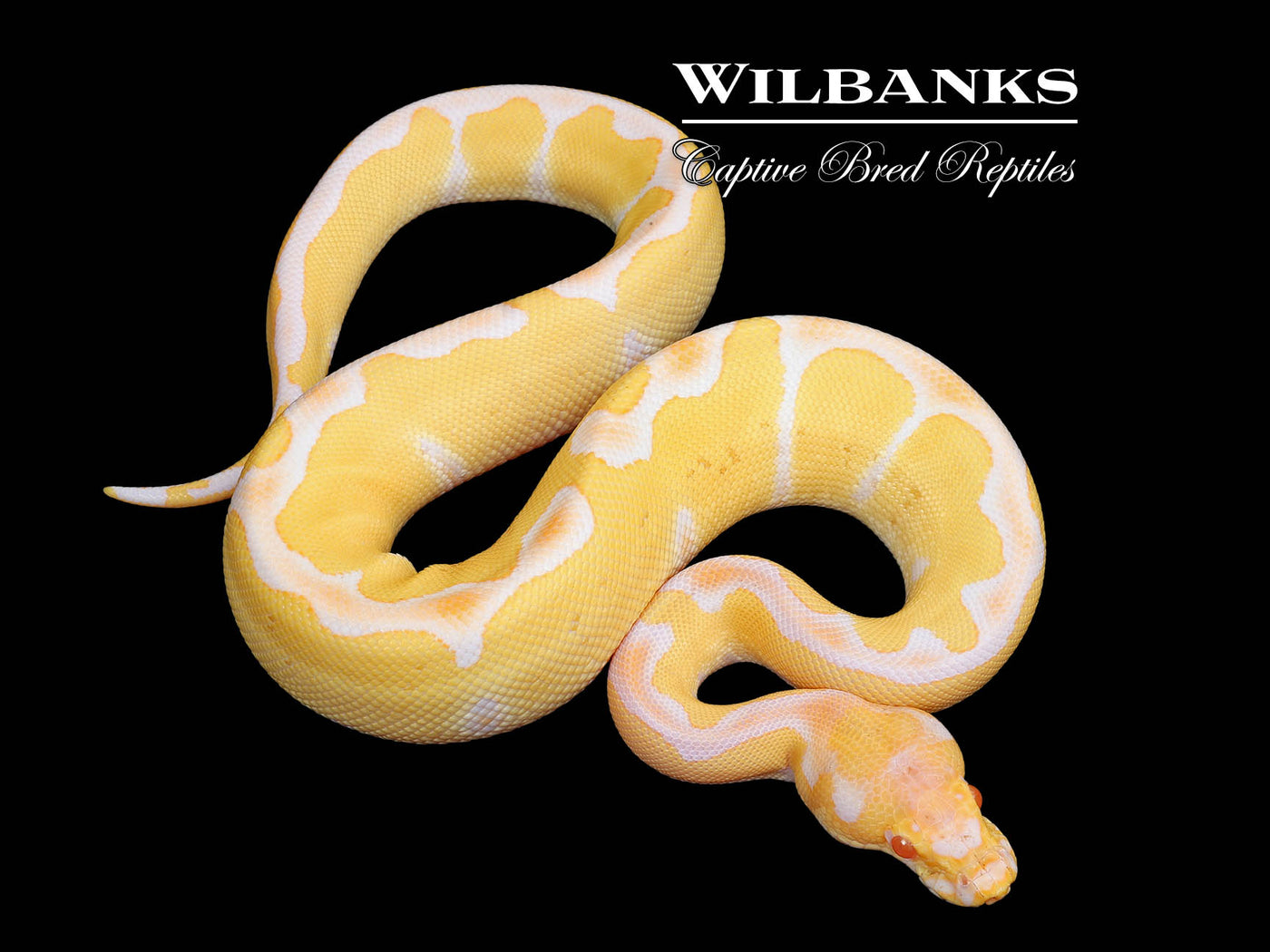 Albino Clown Ball Python ♂ '25
