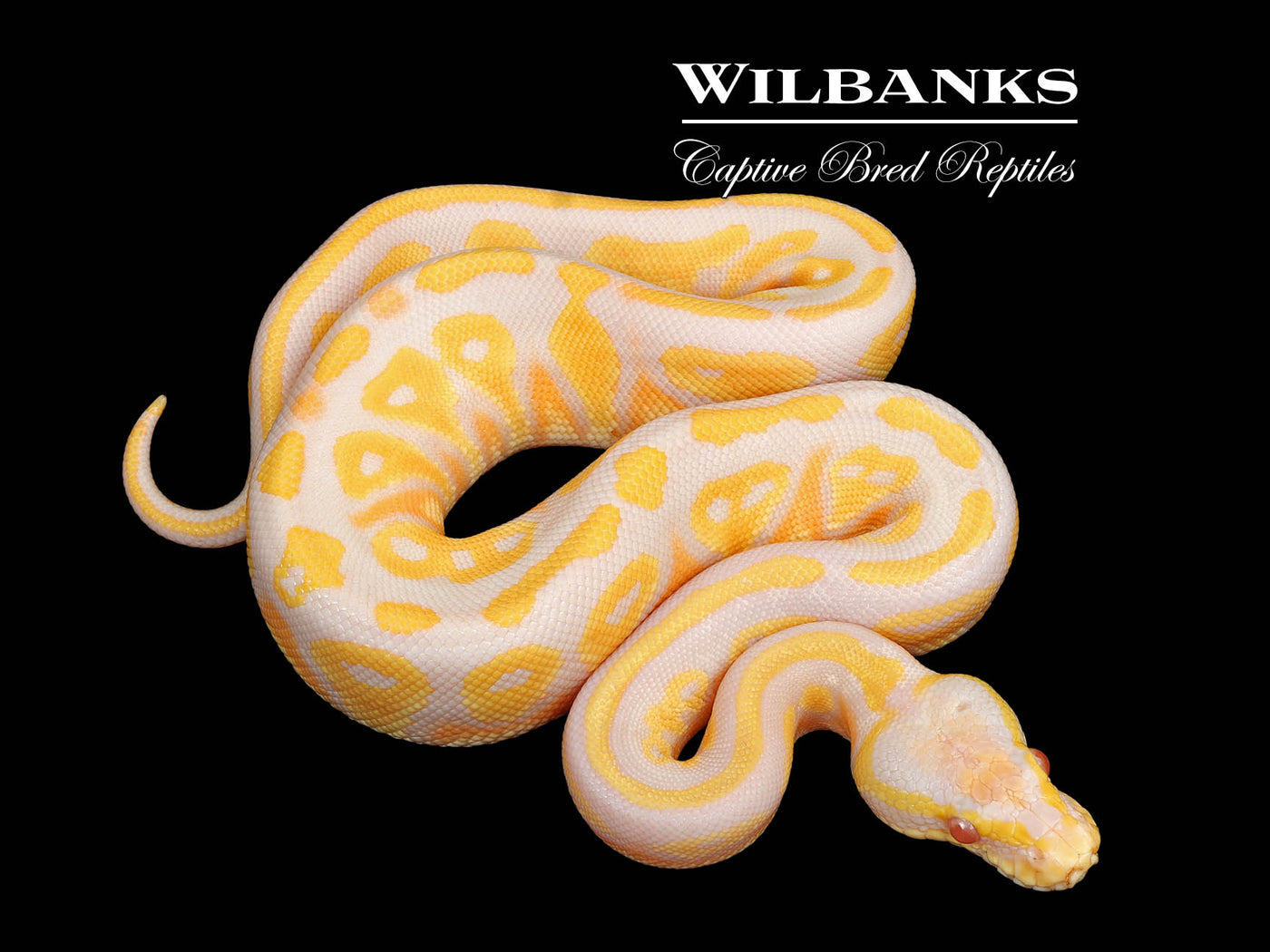 Blackhead Albino Pastel Ball Python ♀ '25