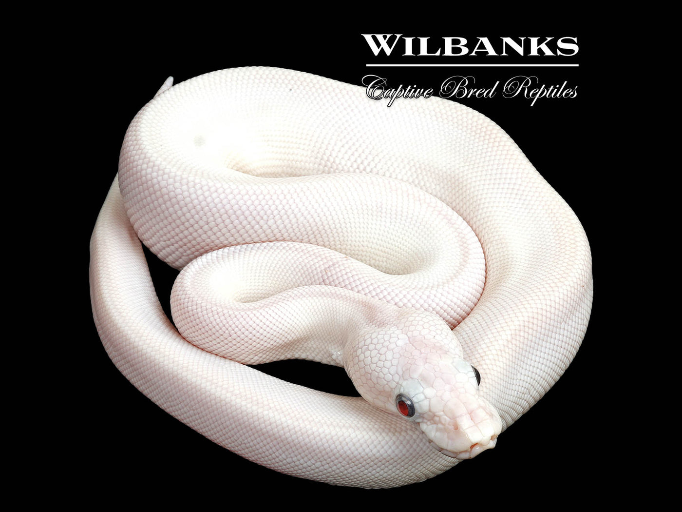 Blue Eyed Leucistic (Mojave Butter) Ball Python ♂ '25