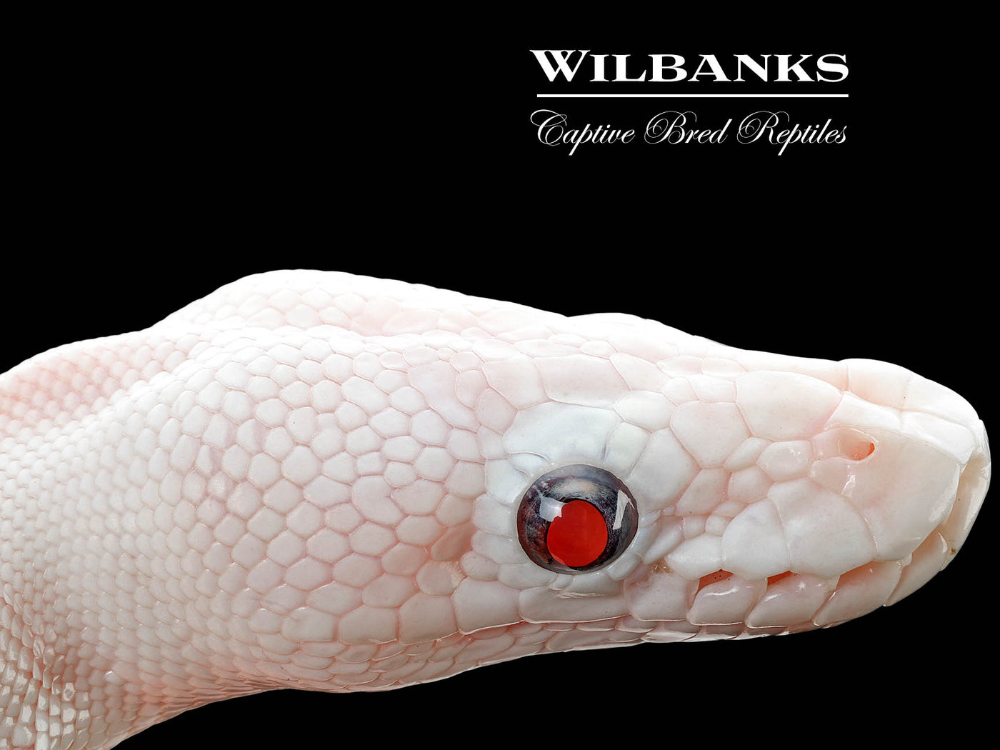 Blue Eyed Leucistic (Mojave Butter) Ball Python ♂ '25