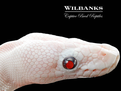Blue Eyed Leucistic (Mojave Butter) Ball Python ♂ '25