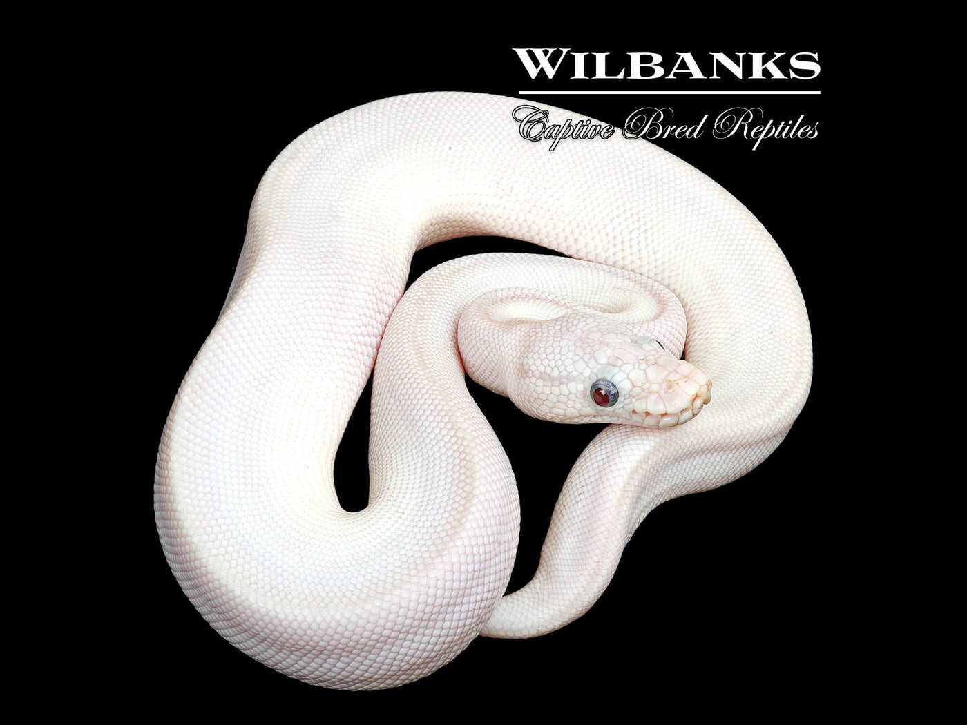 Blue Eyed Leucistic (Mojave Butter) Ball Python ♂ '25