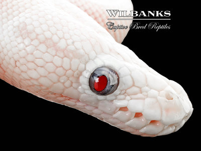 Blue Eyed Leucistic (Mojave Butter) Ball Python ♂ '25