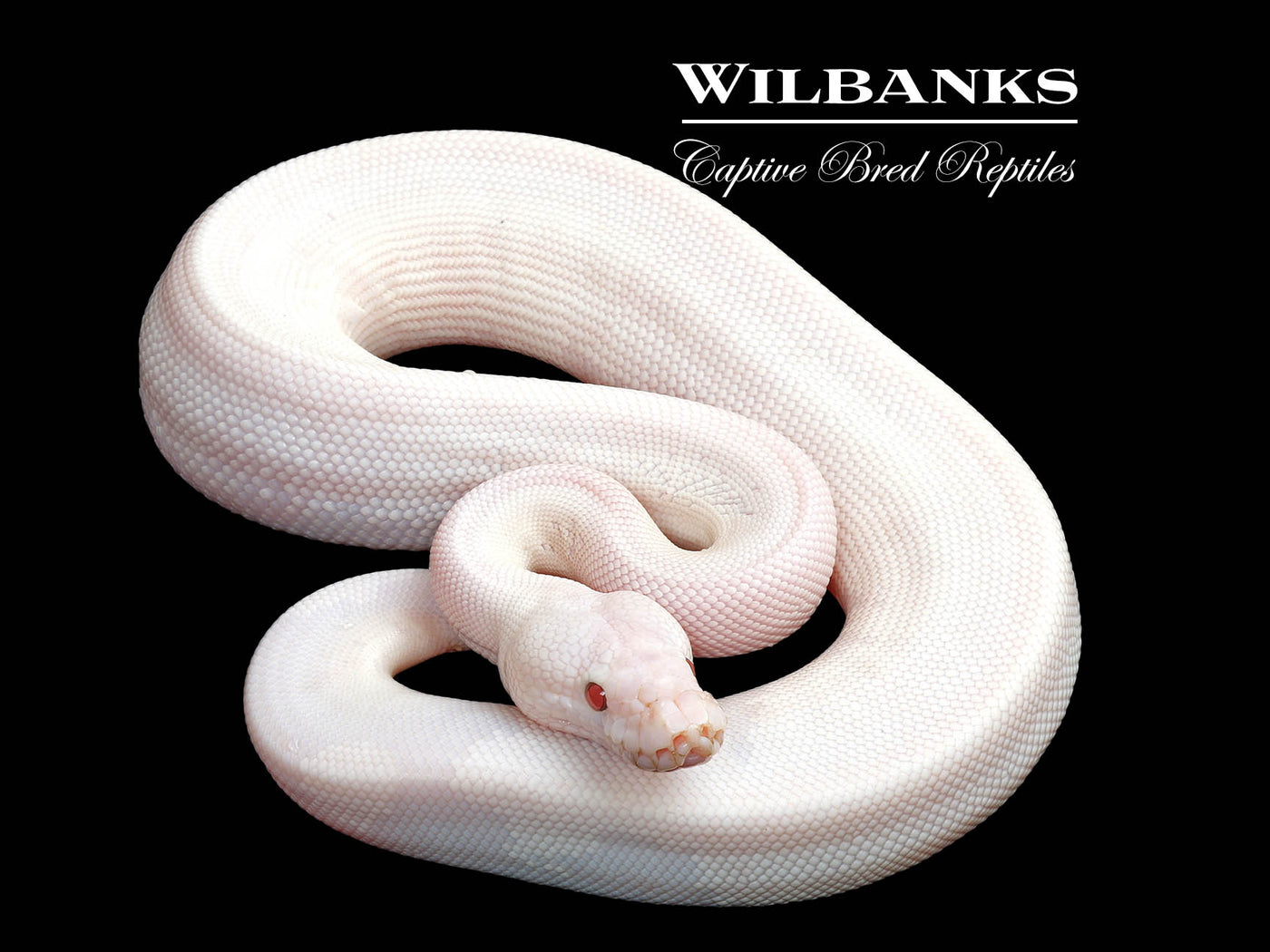 Banana Blue Eyed Leucistic (Mojave Butter) Ball Python ♂ '25