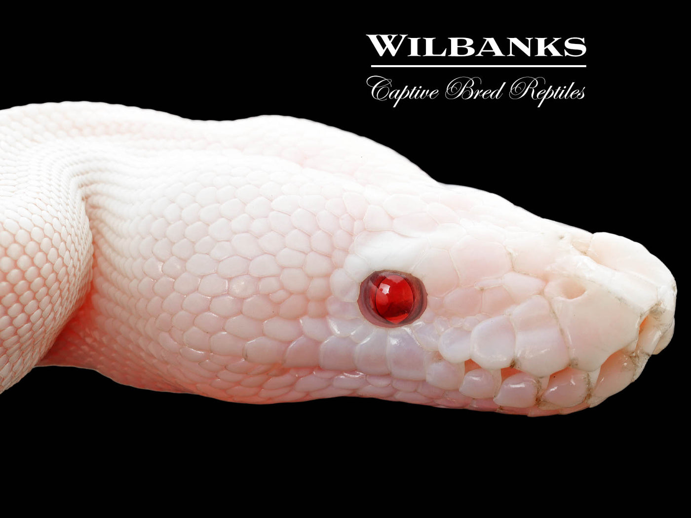Banana Blue Eyed Leucistic (Mojave Butter) Ball Python ♂ '25