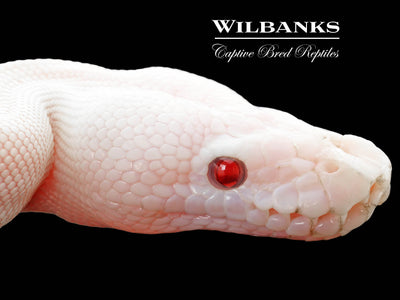Banana Blue Eyed Leucistic (Mojave Butter) Ball Python ♂ '25