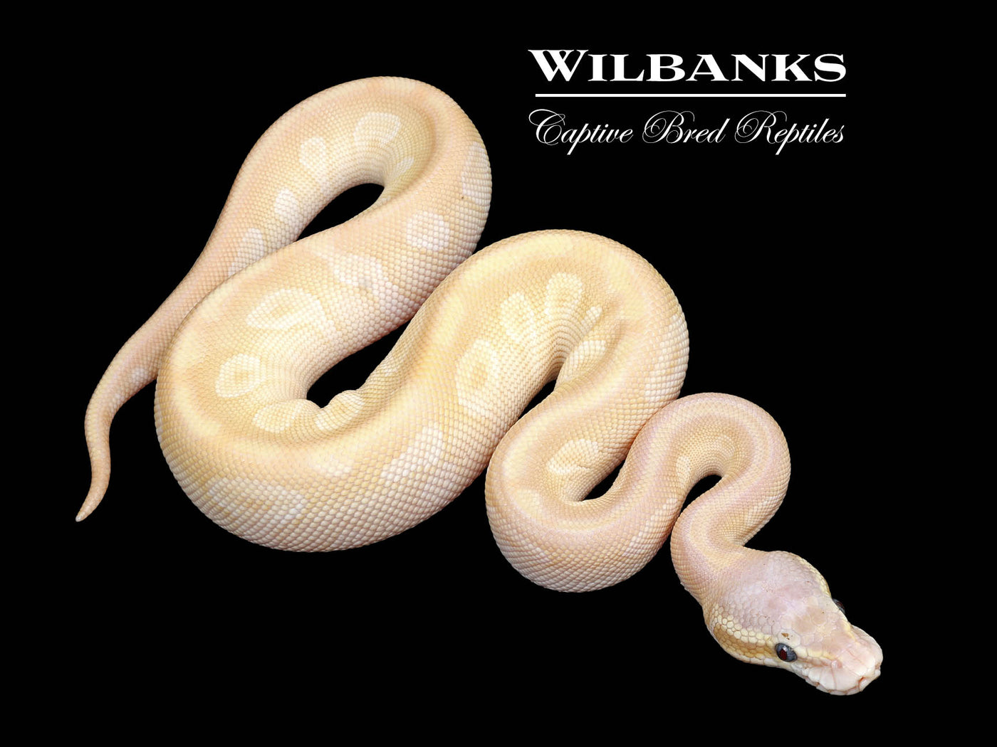 Pastel Crystal Ball Python ♀ '25