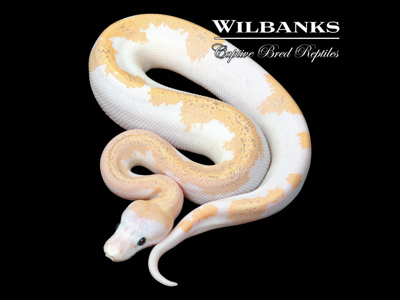 Super Fire Ball Python ♀ '25
