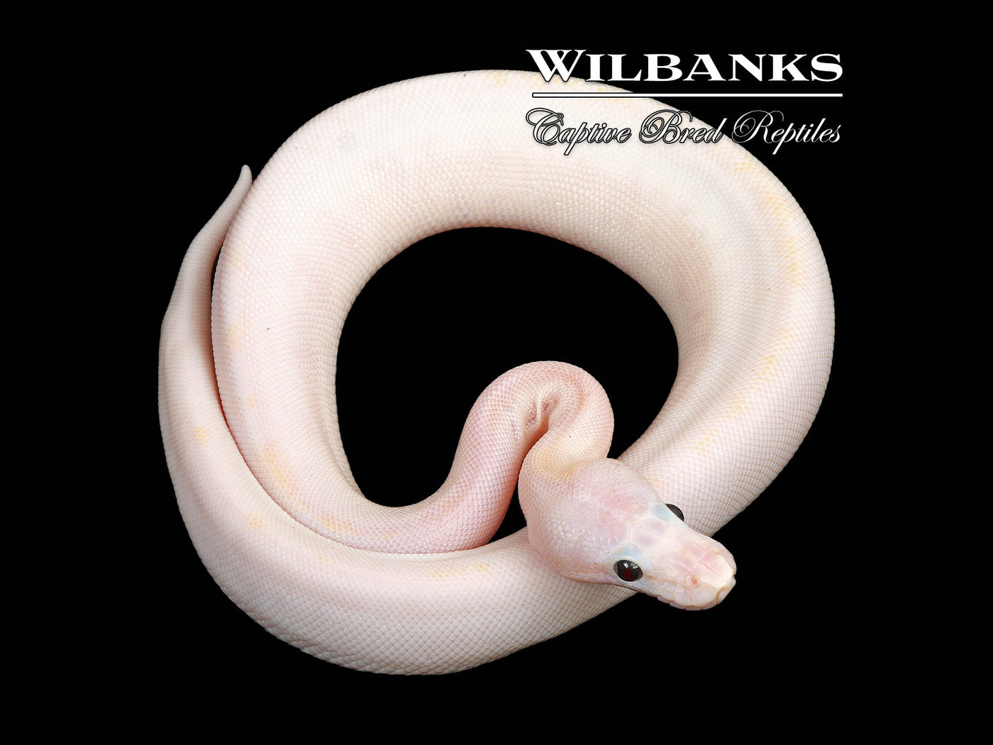 Super Fire Ball Python ♀ '25