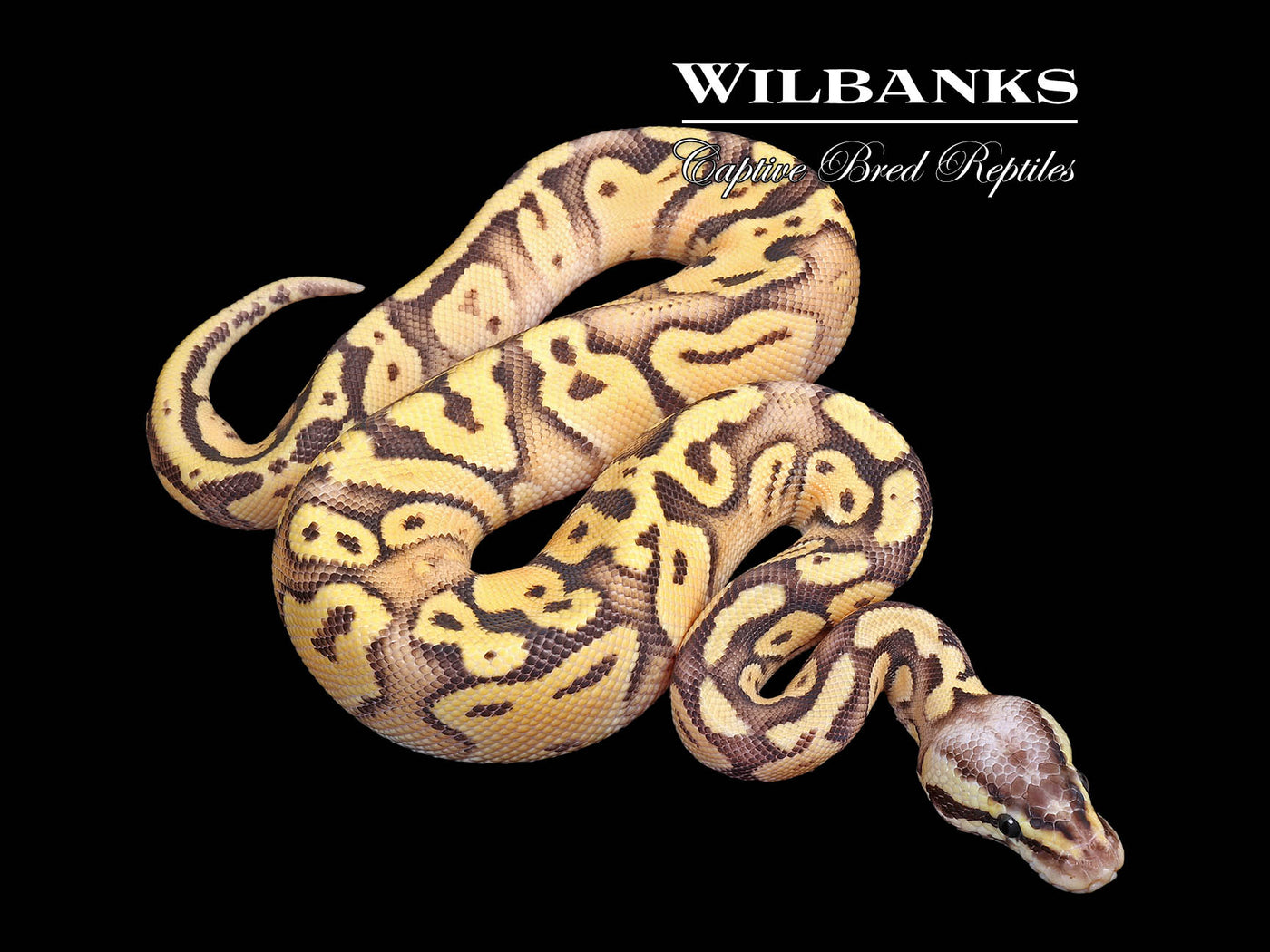 Super Pastel Disco Ball Python ♂ '25