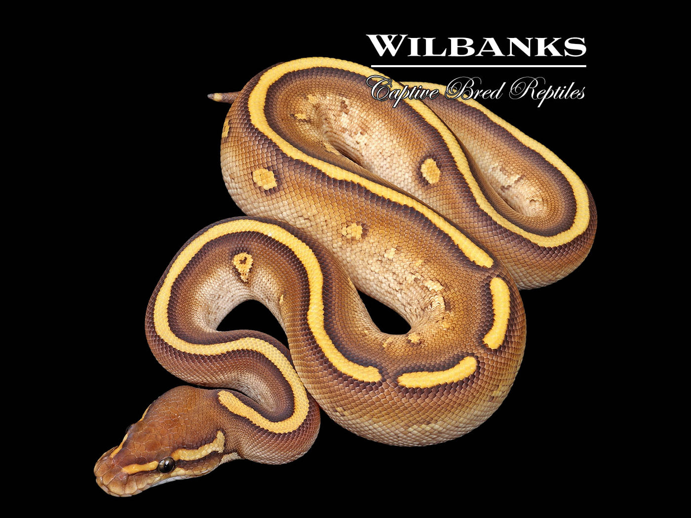 Stranger Butter Yellow Belly Ball Python ♂ '25