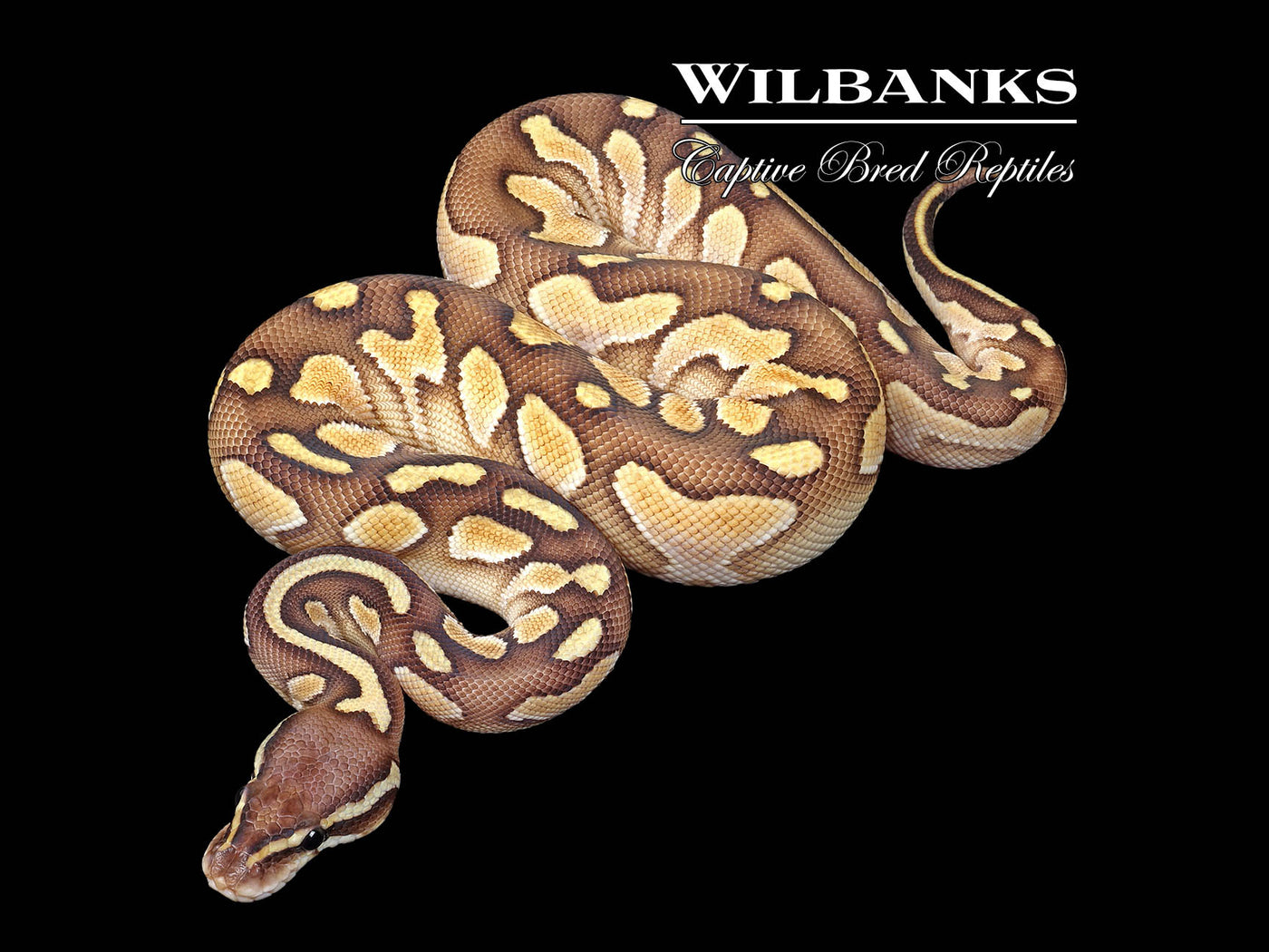 Pastel Butter Yellowbelly Sugar Ball Python ♀ '25