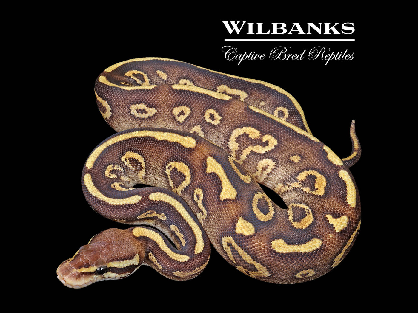 Pastave Sable Ball Python ♀ '25