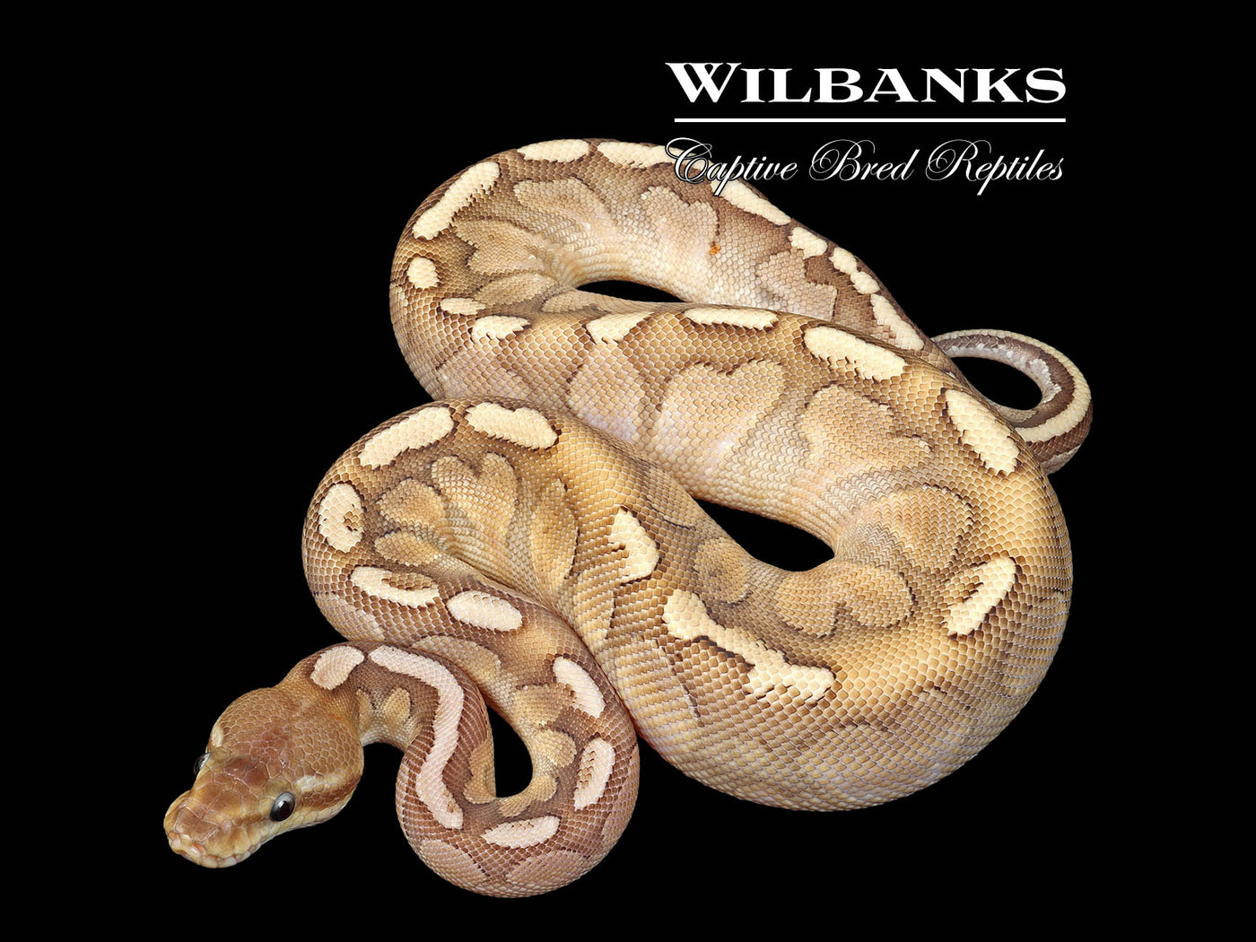 Bamboo Stranger Pastel Ball Python ♀ '25