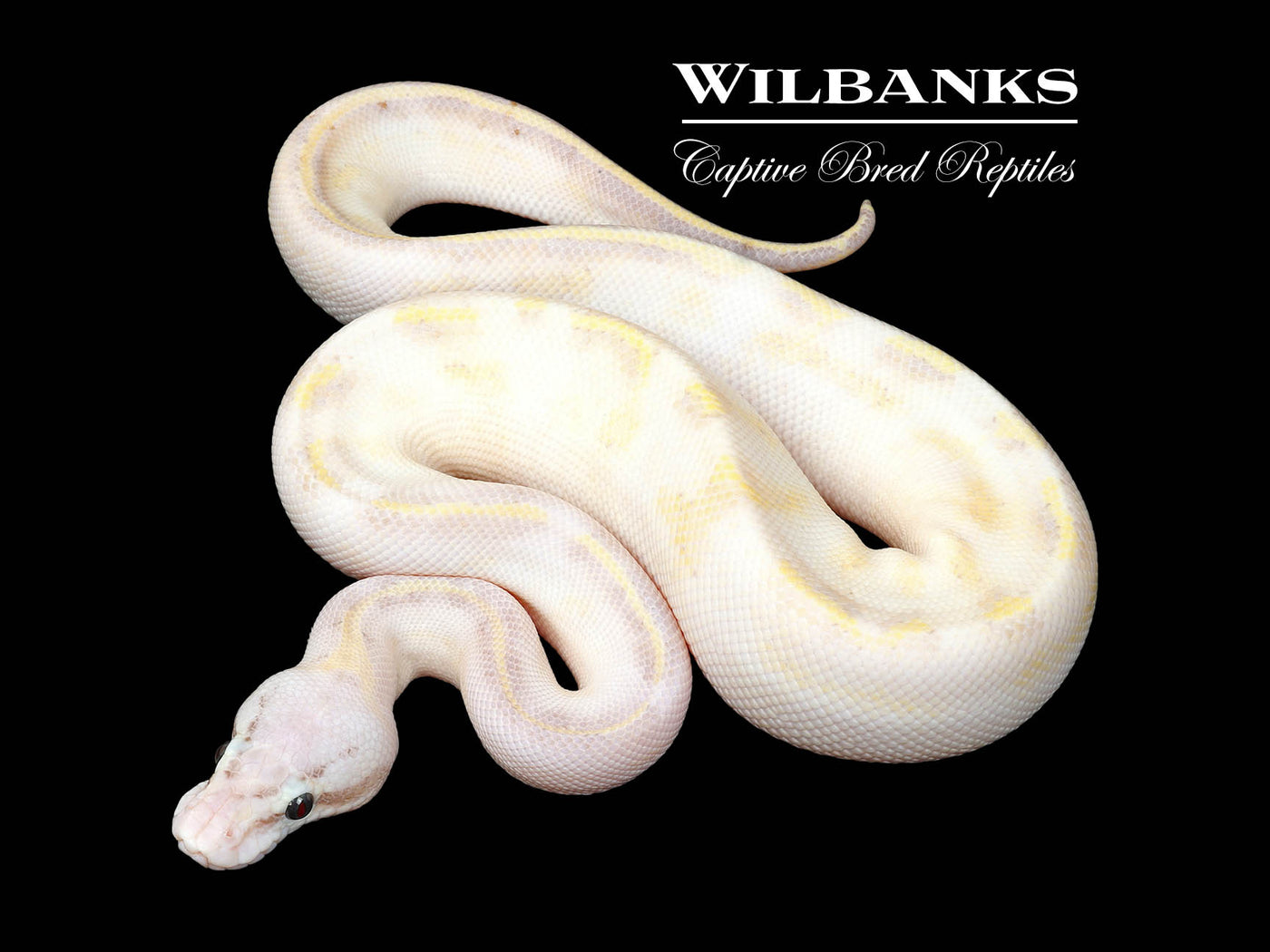 Pastel Ivory Ball Python ♂ '25