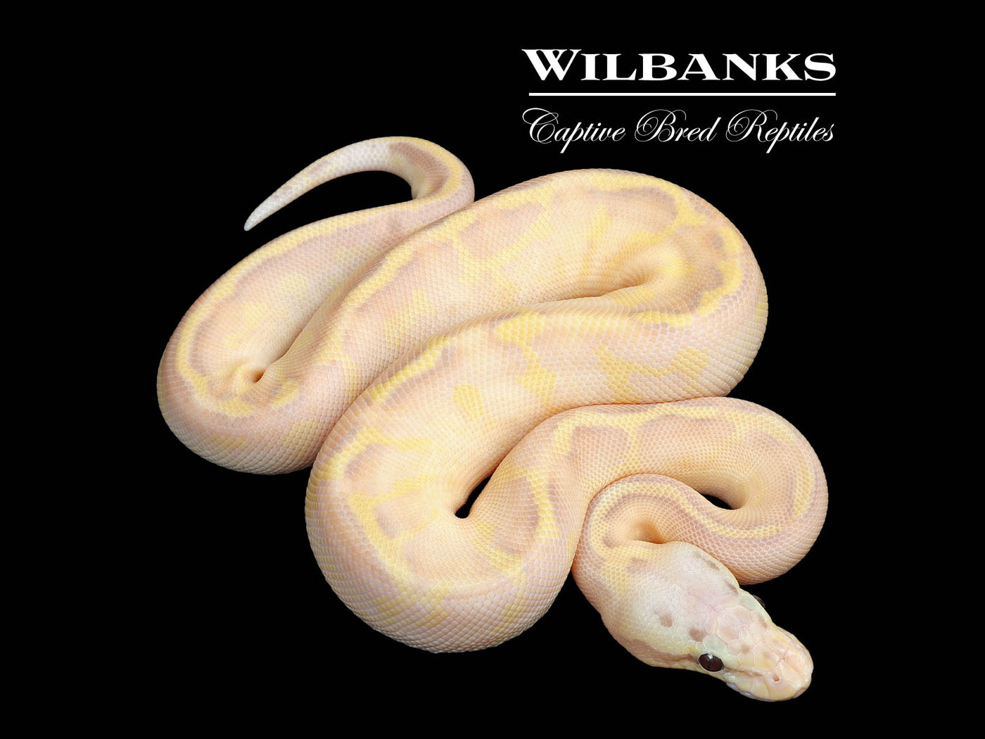 Banana Pastel Enchi Ivory Ball Python ♀ '25