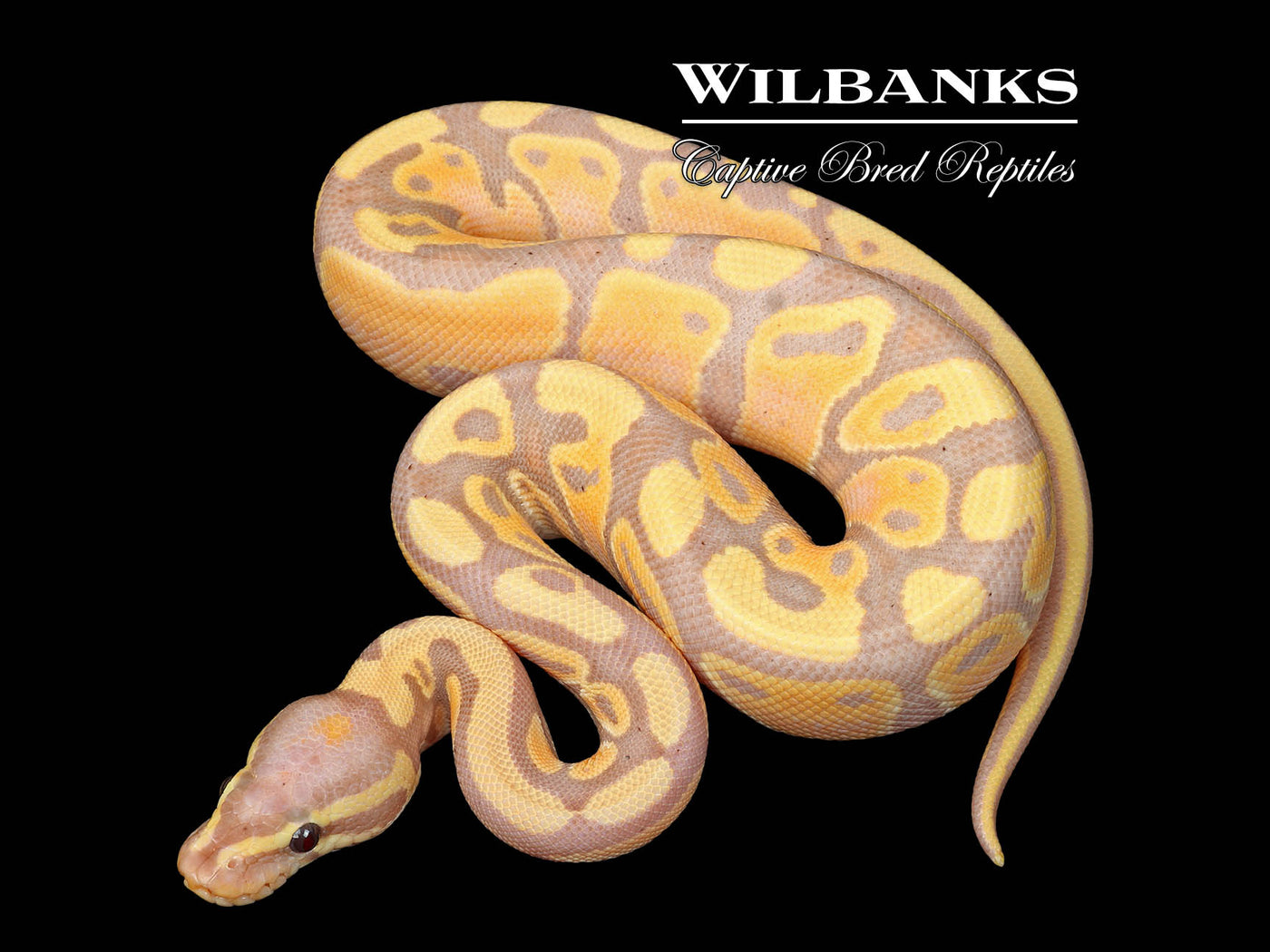 Banana 100% Het. Pied Ball Python ♂ '25