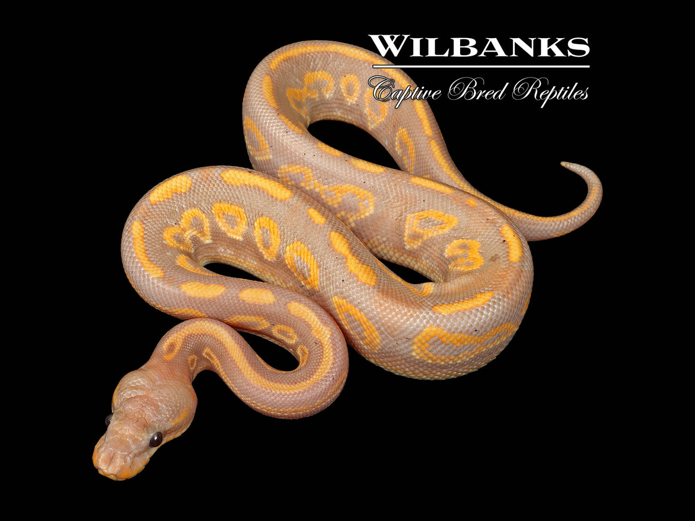 Banana Mahogany Yellow Belly Ball Python ♂ '25