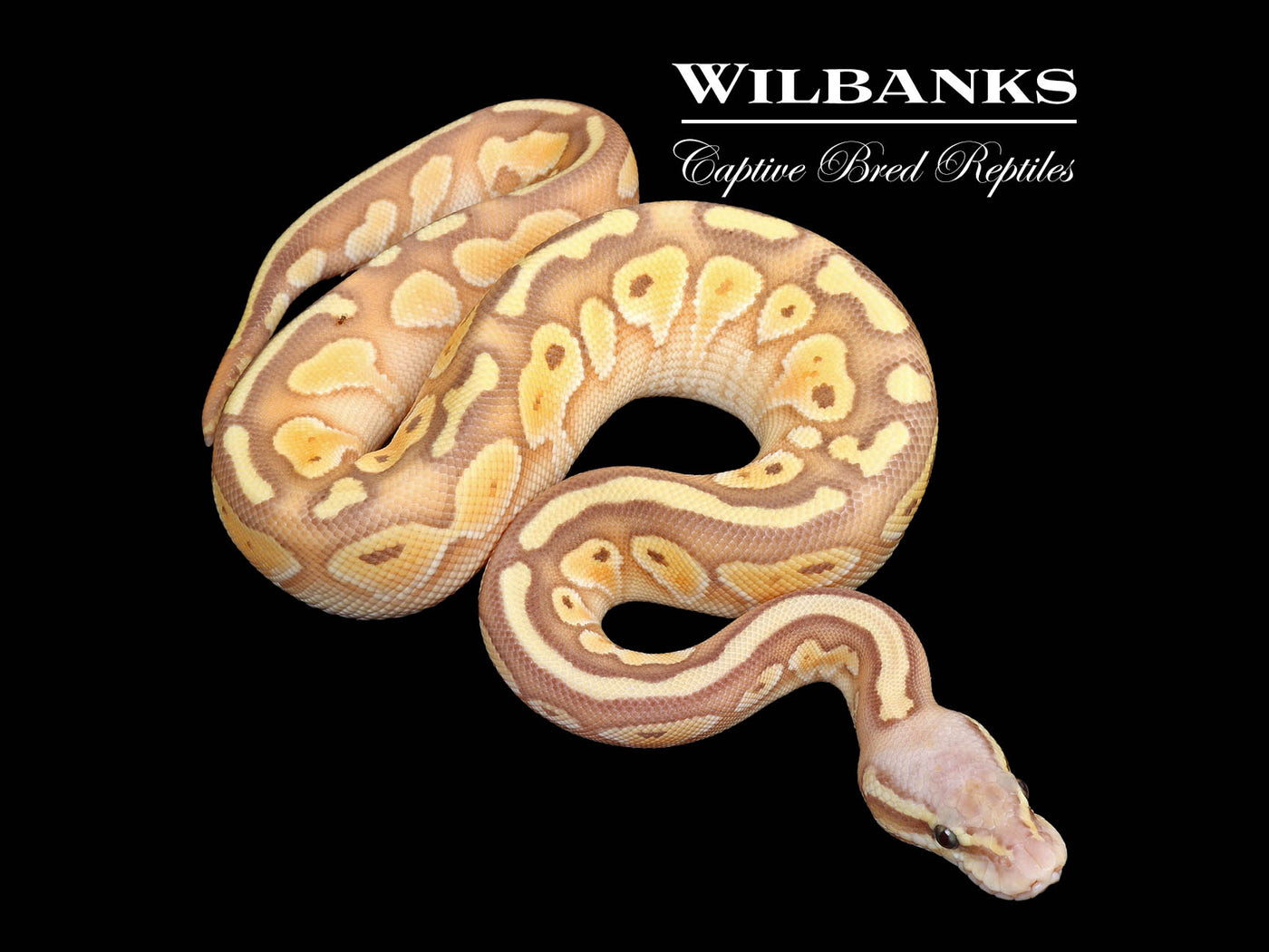 Banana Pastel Butter Ball Python ♀ '25