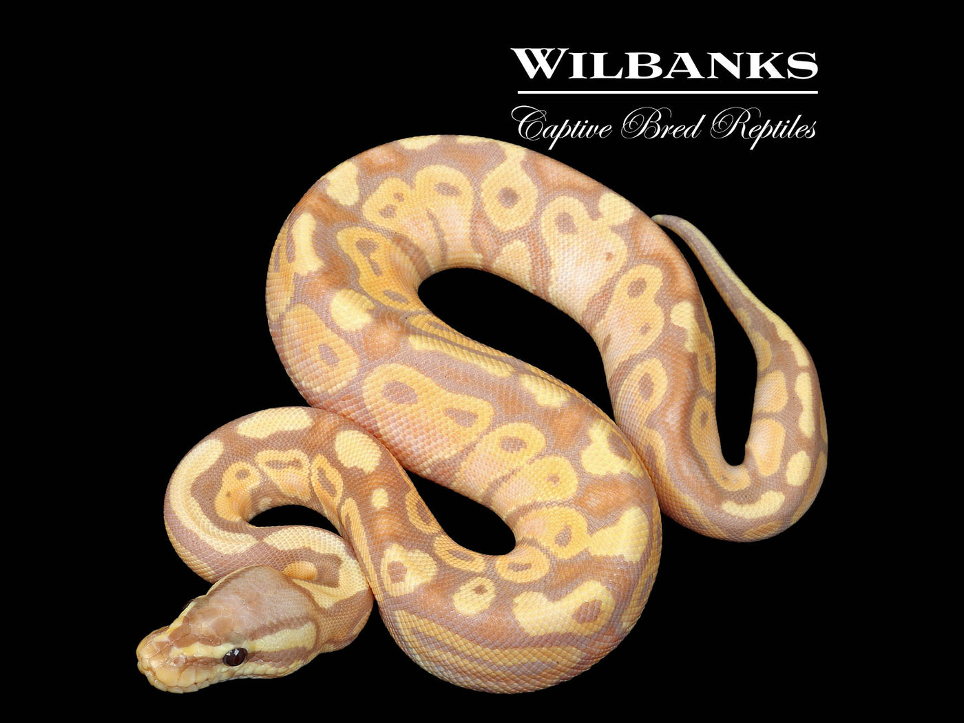 Banana Pastel Ball Python ♀ '25