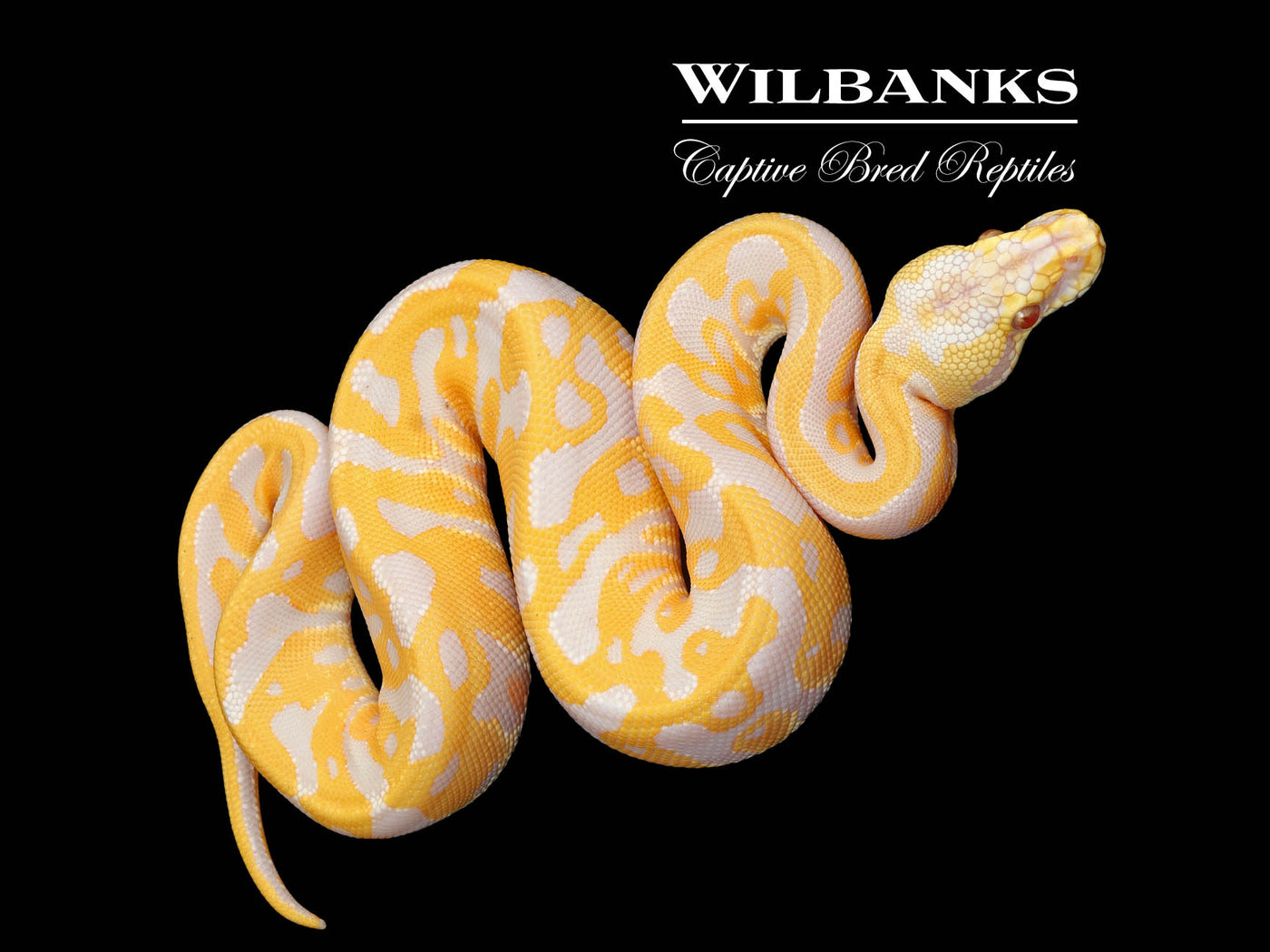 Lavender Leopard Pastel 100% Het. Clown Ball Python ♀ '25