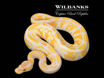 Lavender 100% Het. Clown Ball Python ♂ '25