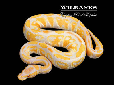 Lavender 100% Het. Clown Ball Python ♂ '25