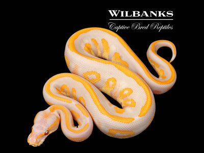 Lavender Leopard Blackhead Ball Python ♂ '25