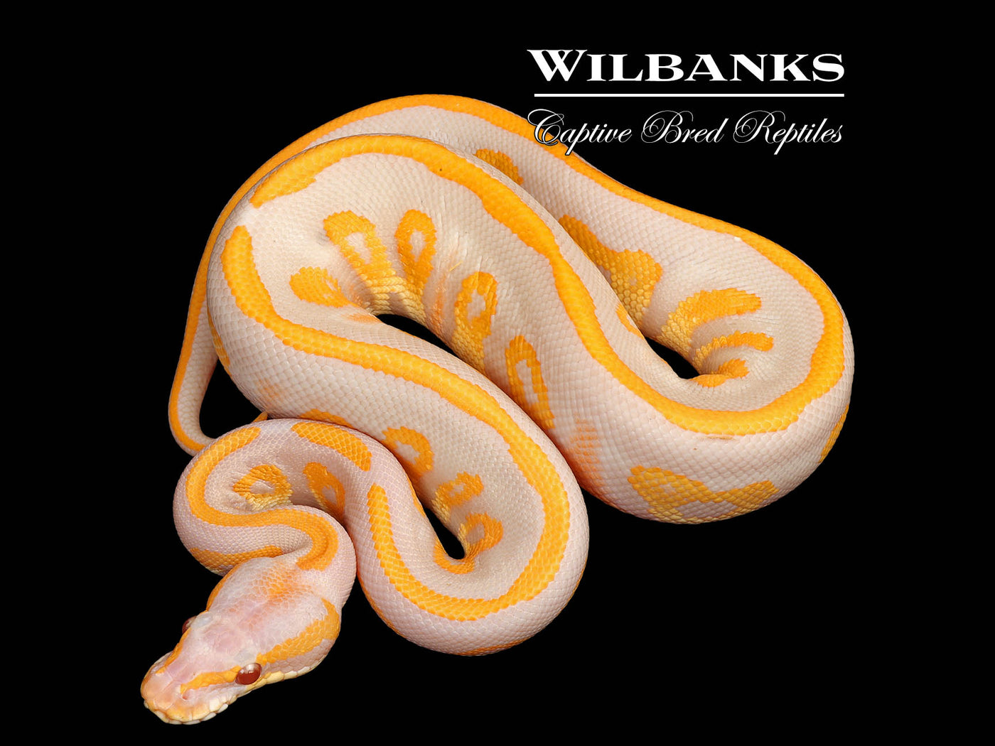 Lavender Leopard Blackhead Ball Python ♂ '25