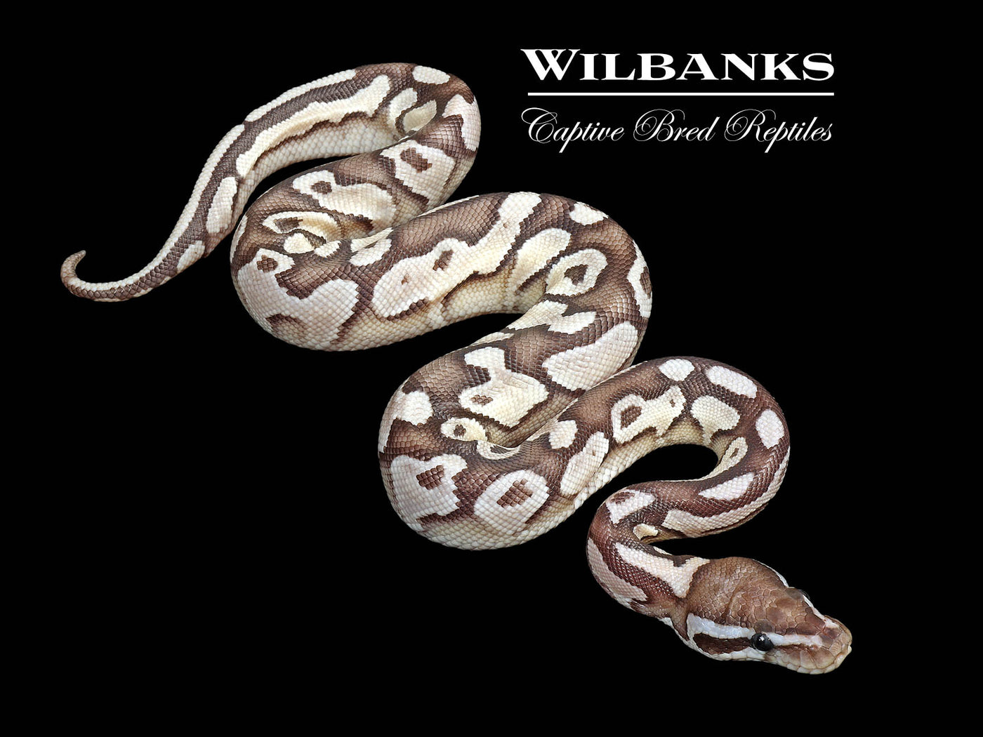 Orange Dream Axanthic (VPI) Lesser Yellow Belly Ball Python ♀ '25
