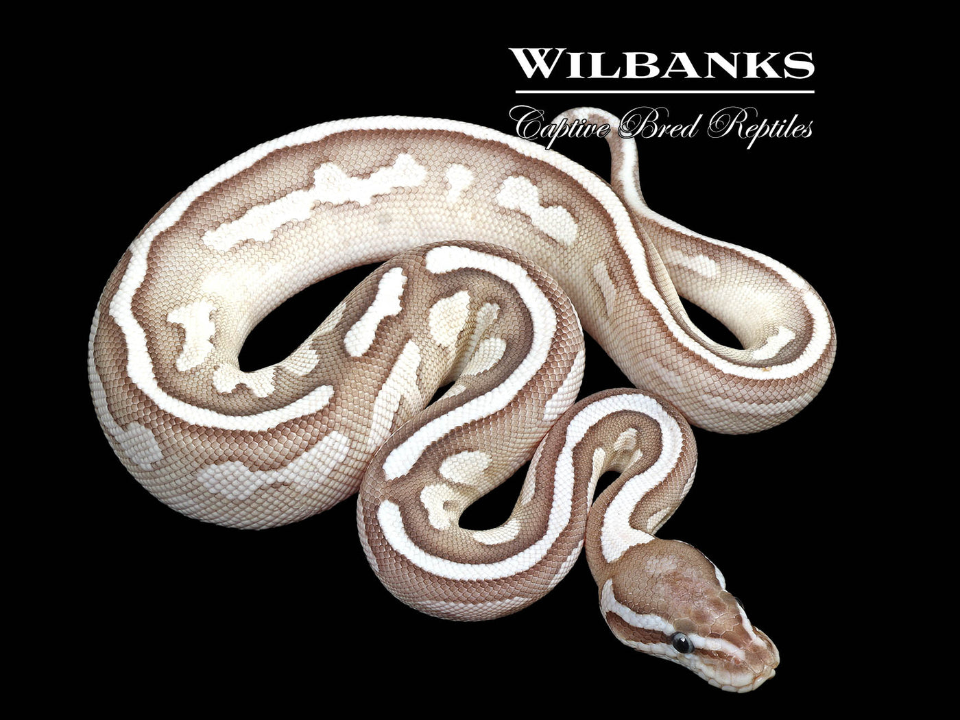 Lesser Axanthic (VPI) Fire Yellow Belly Ball Python ♀ '25
