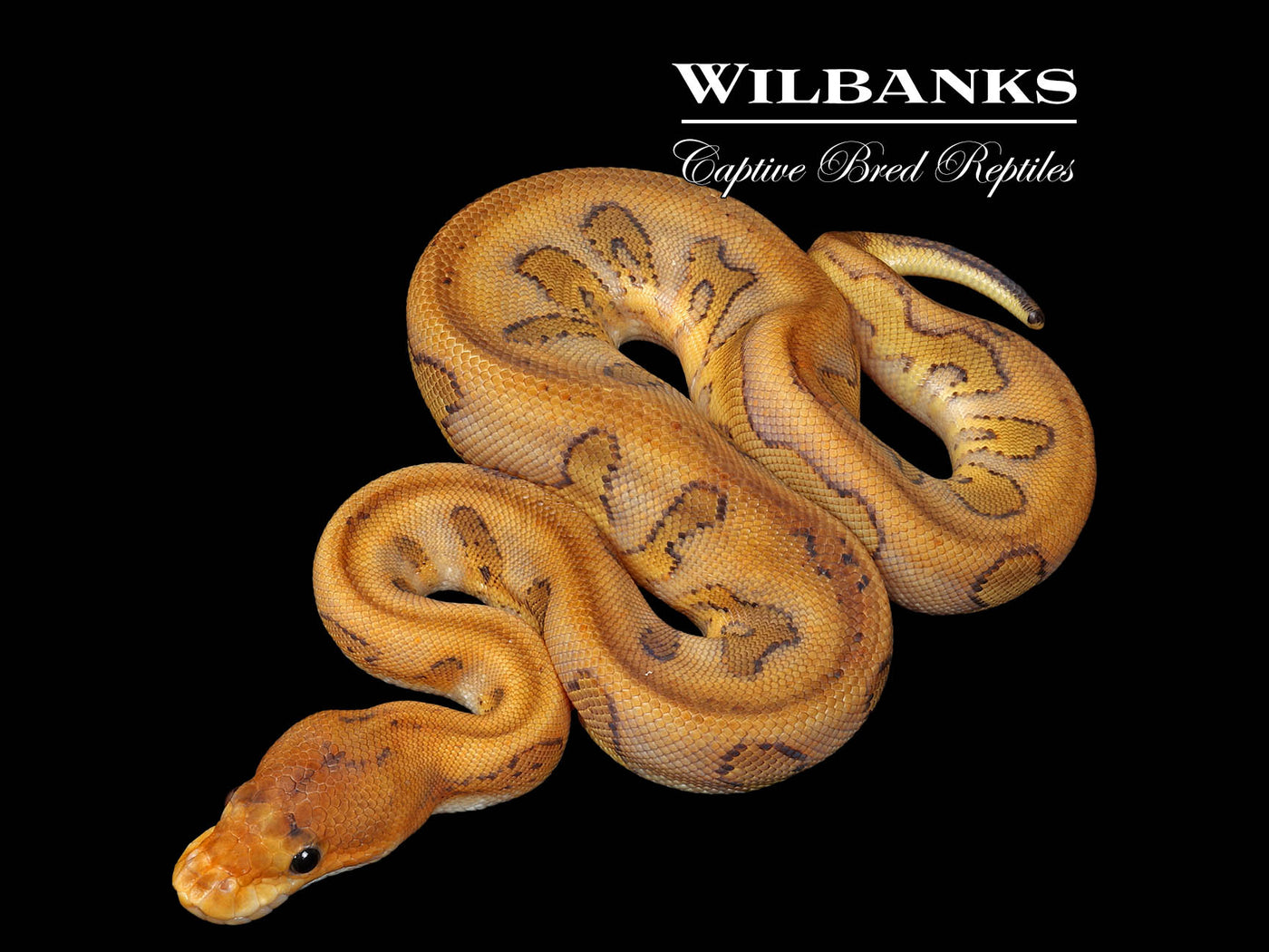 Champagne Leo Clown Ball Python ♀ '25