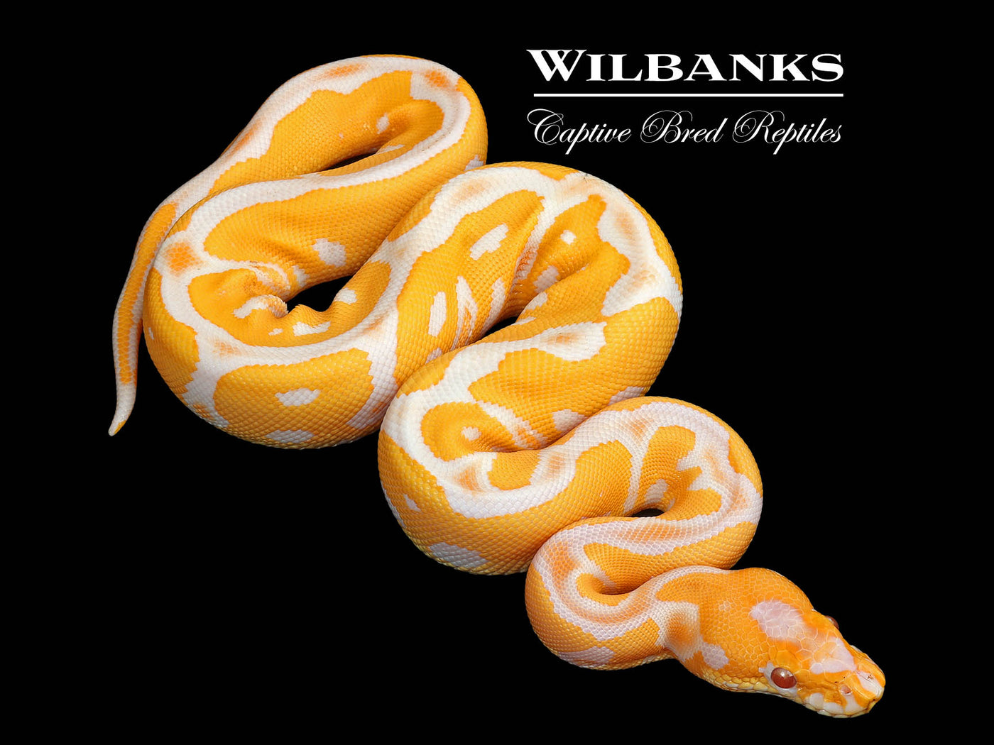 Lavender Leopard Clown Grail Ball Python ♀ '25
