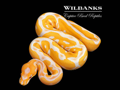 Lavender Leopard Clown Grail Ball Python ♀ '25