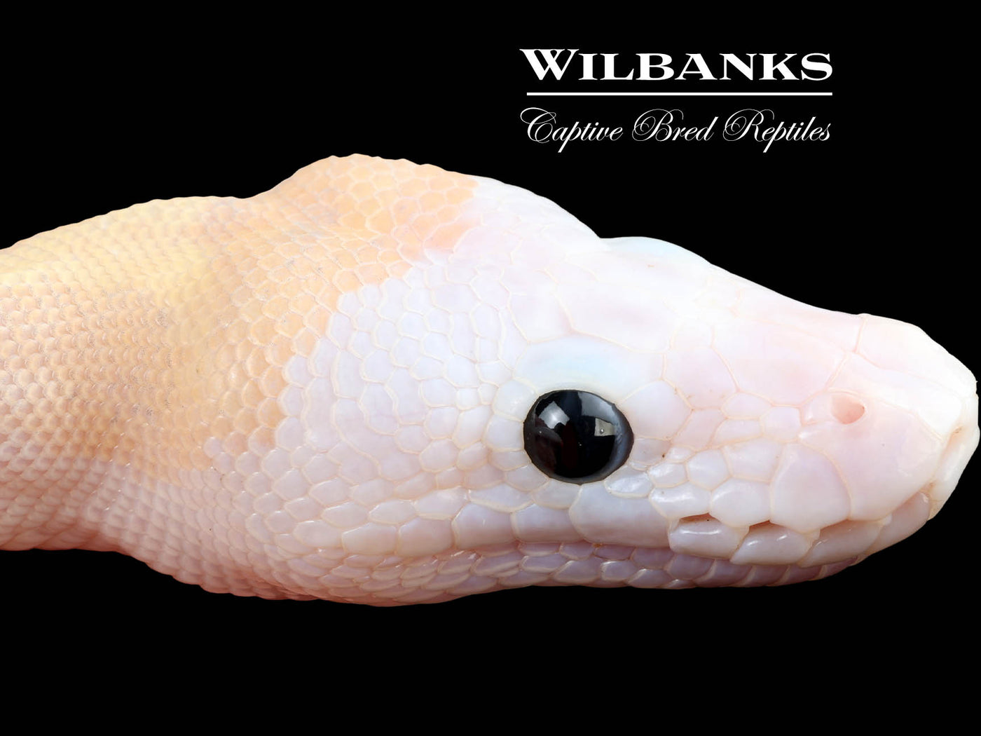 Super Fire Ball Python ♀ '25