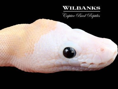 Super Fire Ball Python ♀ '25