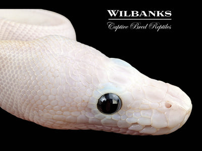 Super Fire Ball Python ♀ '25