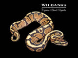 Fire Spotnose 100% Het. Axanthic (VPI) Ball Python ♂ '26