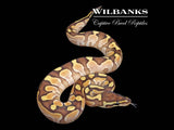 Butter Sugar Ball Python ♀ '26