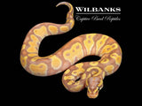 Banana BlackHead Enchi Ball Python ♂ '26