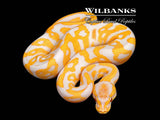 Lavender Albino Leopard Ball Python ♀ '26
