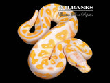Lavender Albino Blackhead Ball Python ♀ '26