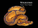 Enchi Clown Ball Python ♀ '26