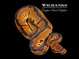 Leopard Clown Ball Python ♀ '26